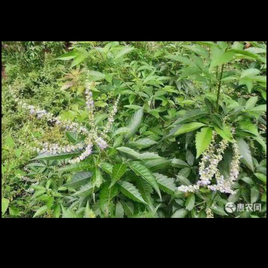钟山县黄荆子 黄荆叶
