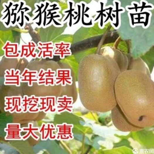 平邑县红阳猕猴桃苗  红阳猕猴桃树苗正宗嫁接苗根系发达当年结果成活率高