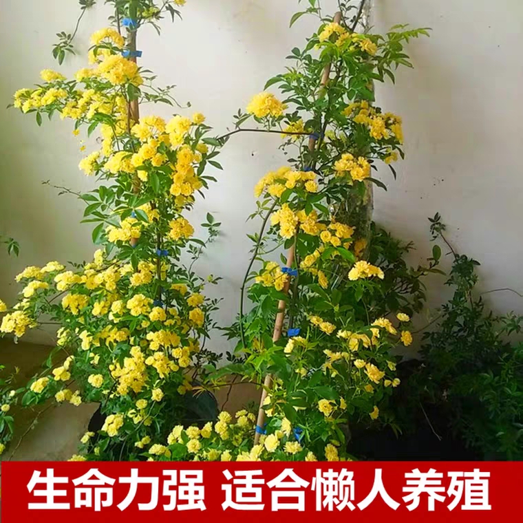 木香花黄木香苗红木香苗白木香苗可做拱门公园庭院浓香爬藤