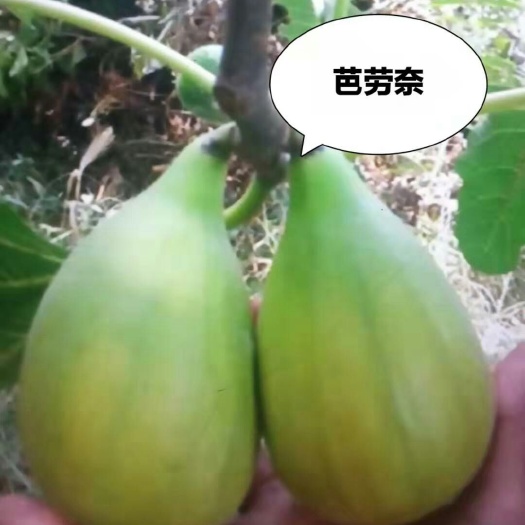 聊城芭劳奈无花果苗 巴劳奈是当今囗感最好,哄干果效果最好产量高。