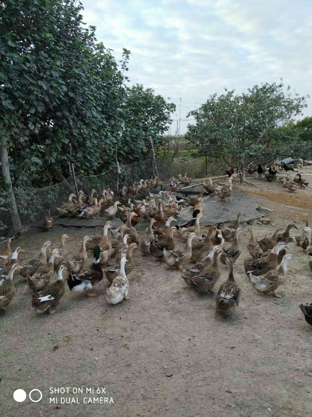  大量淘汰蛋鸭