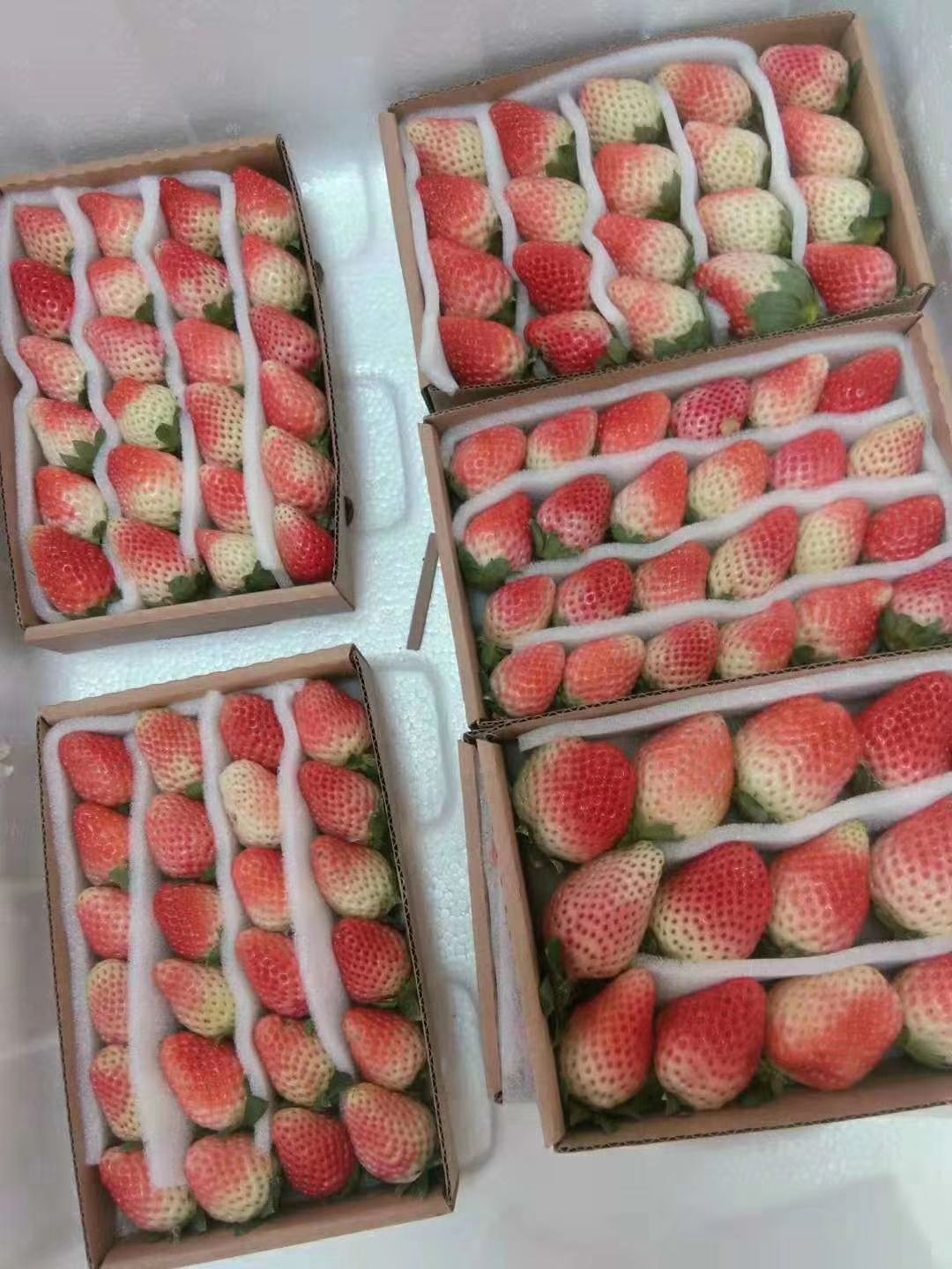  年过完了草莓均可出货啦