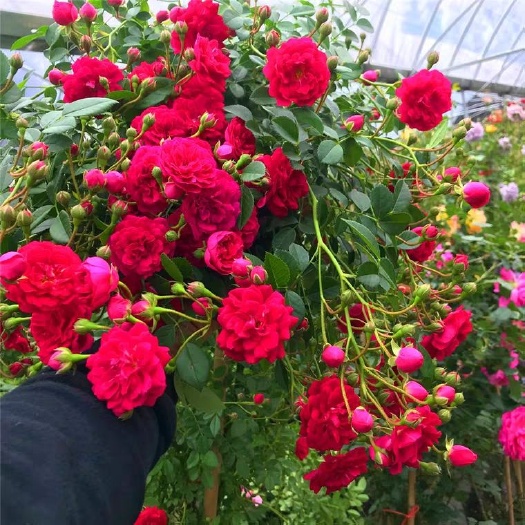 新沂市红花蔷薇  木香花黄木香花苗红木香苗浓香花卉七里香阳台爬藤蔷