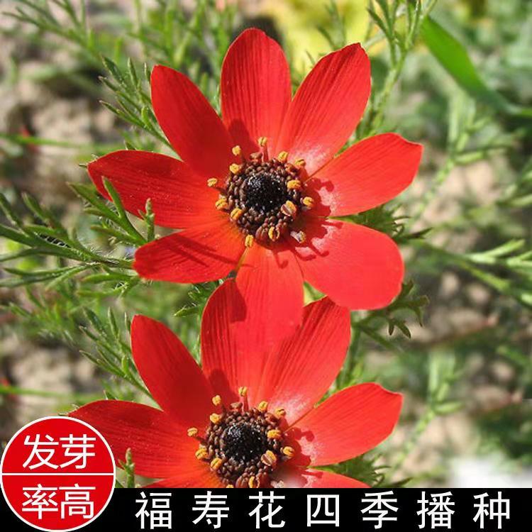 沭阳县野菊花种子 福寿花种子单瓣鲜红色籽花卉种孑 鲜花种子 四季 庭院 室外