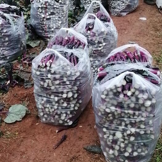 中江县红油菜 1两以下