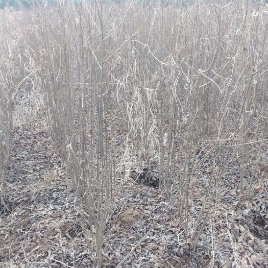 绛县 大红袍花椒苗。