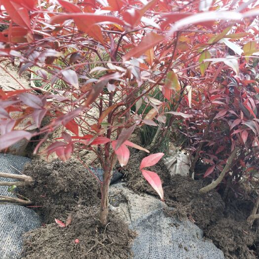 沭阳县南天竹树苗室内外盆景植物观果庭院绿化红天竹