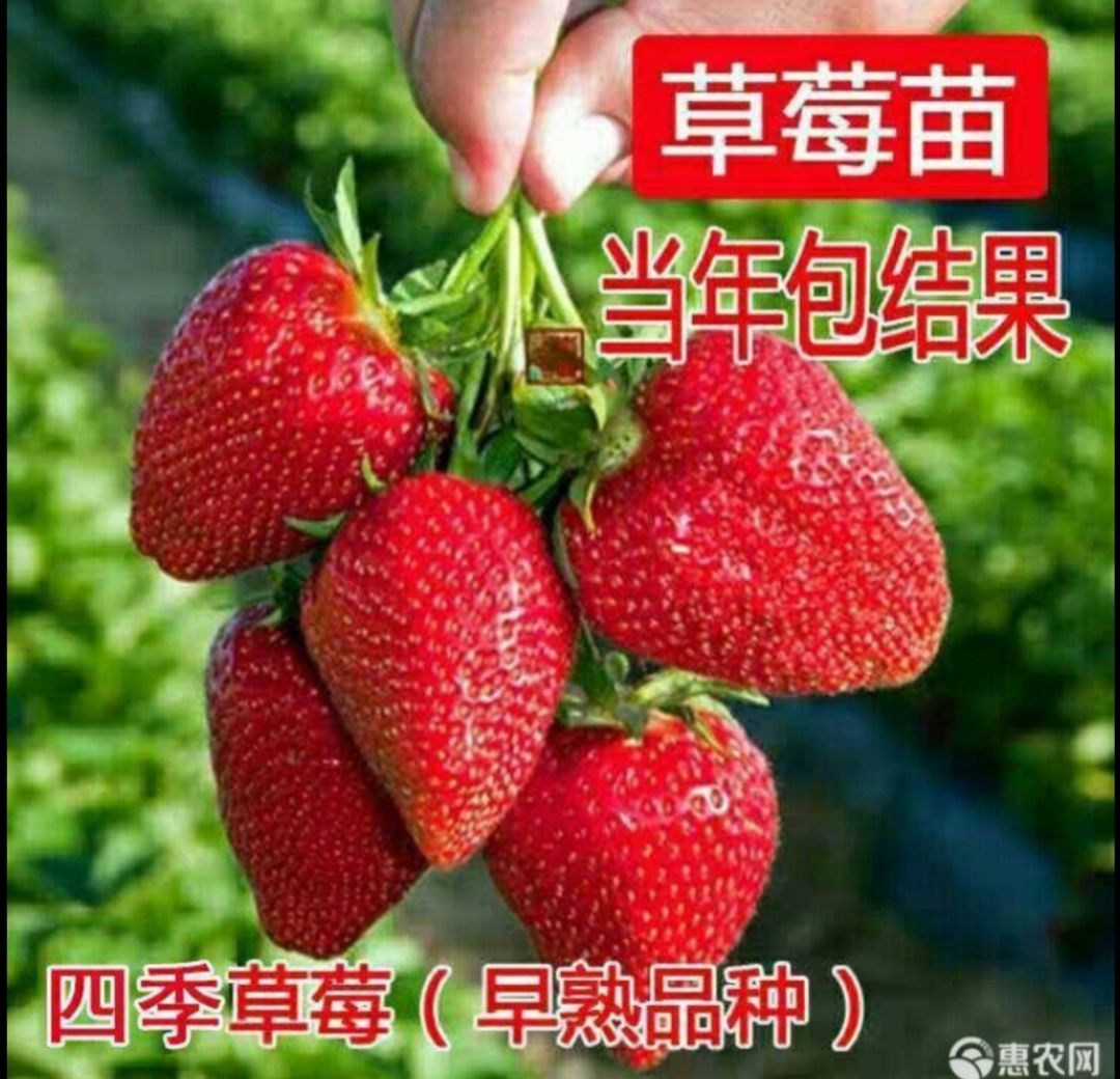 红颜奶油四季草莓苗当年结果南北方盆栽地栽阳台种植草莓苗