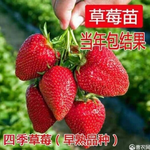 平邑县红颜奶油四季草莓苗当年结果南北方盆栽地栽阳台种植草莓苗