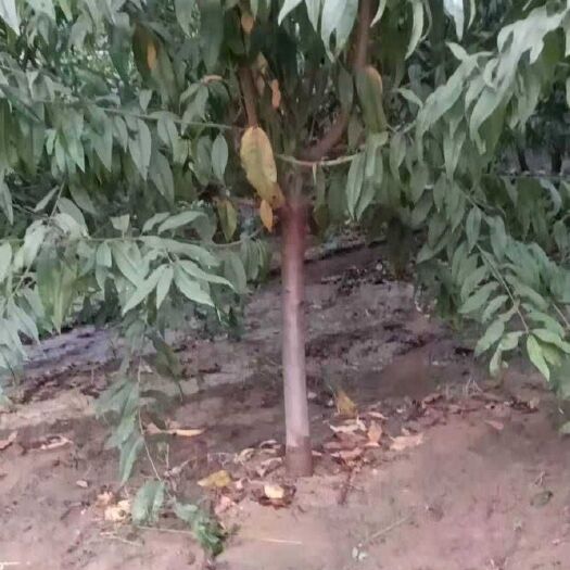 菏泽大量供应4到12公分红叶碧桃