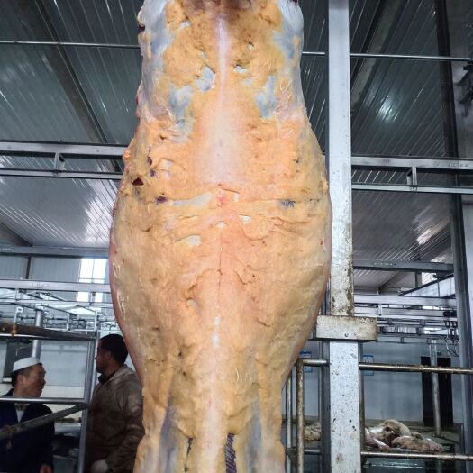 共和县 青海省纯草膘牛羊肉