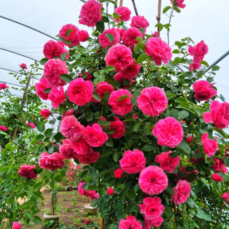 红花蔷薇  木香花黄木香花苗红木香苗浓香花卉七里香阳台爬藤蔷