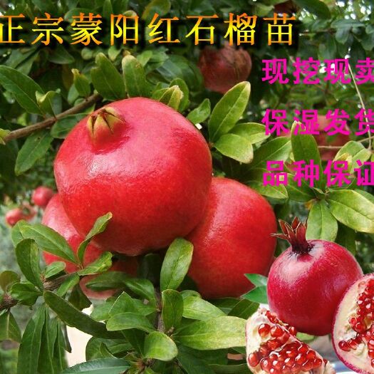 平邑县果石榴 蒙阳红石榴