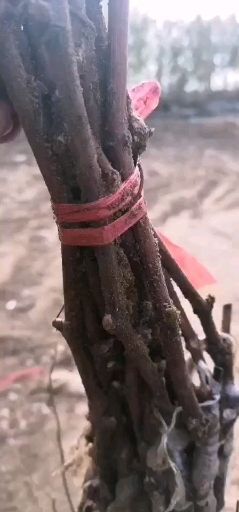 凌海市 新奇特品种嫁接葡萄苗