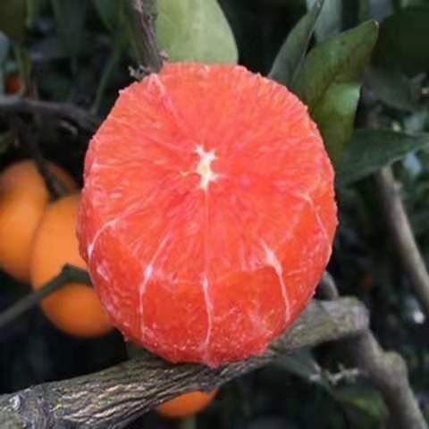 平邑县红肉脐橙苗 晚熟品种，十二月份成熟，单果重235克，产量高。甜度高