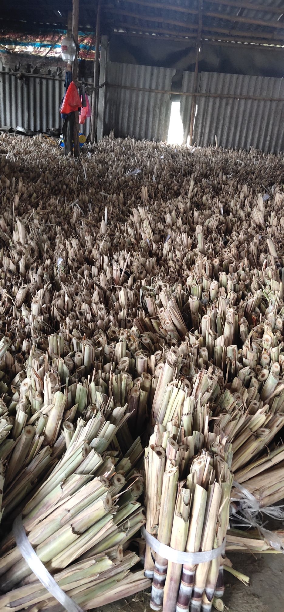 玉林甘蔗种子  广西鑫友农产销售公司大量出售甘蔗种苗