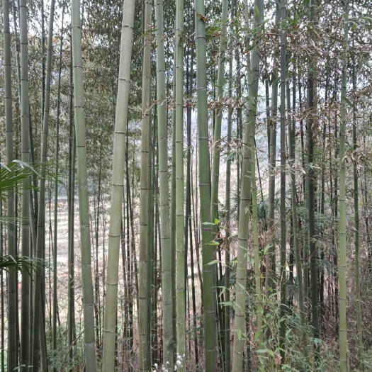 石泉县 竹子， 斑竹，毛竹，楠竹，金竹，高节竹，粉竹，元竹。