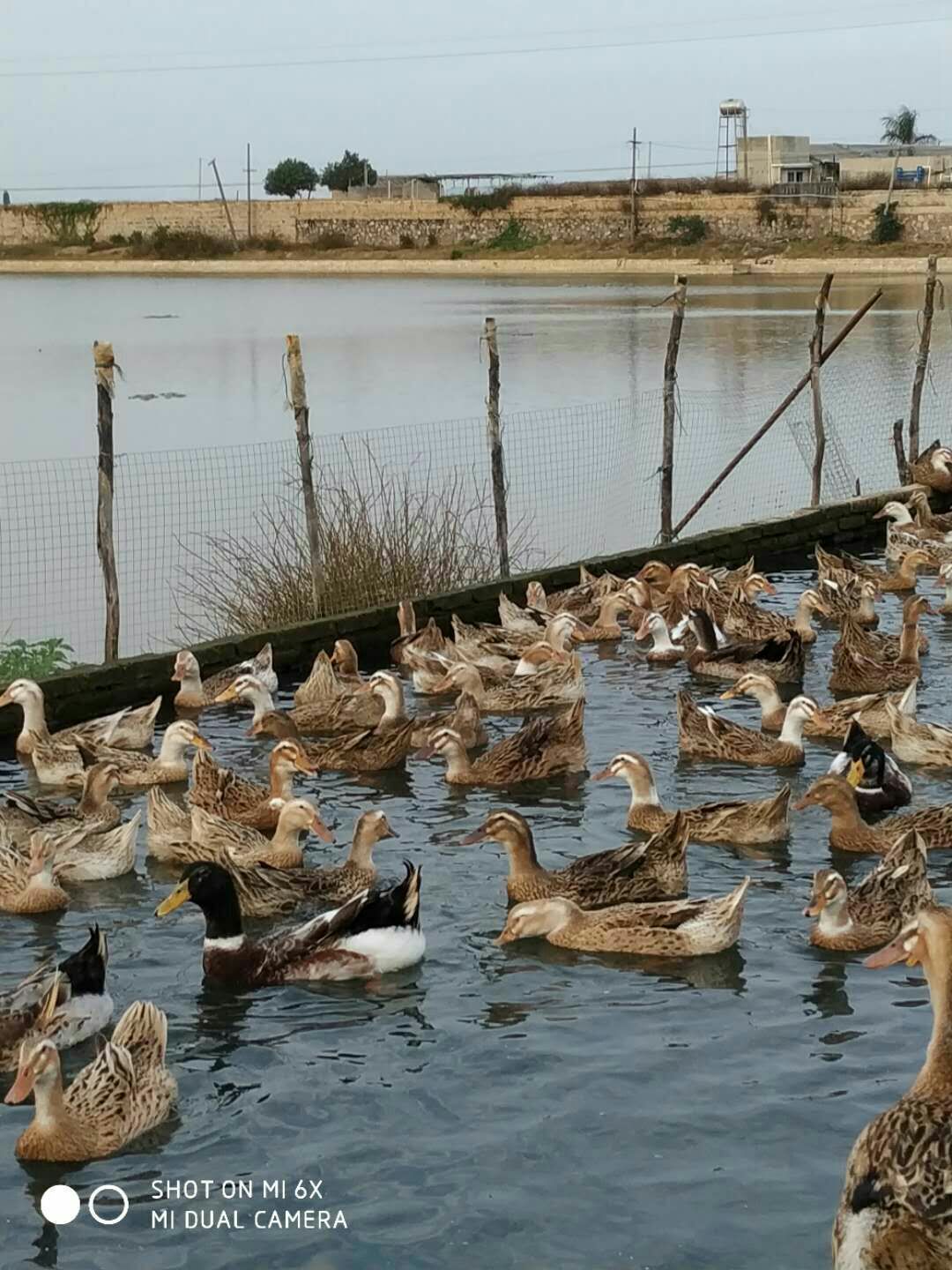  大量淘汰蛋鸭