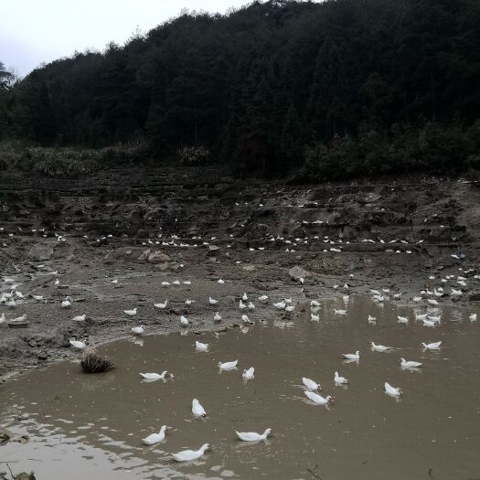 周宁县 散养红头土鸭 老鸭 白番鸭