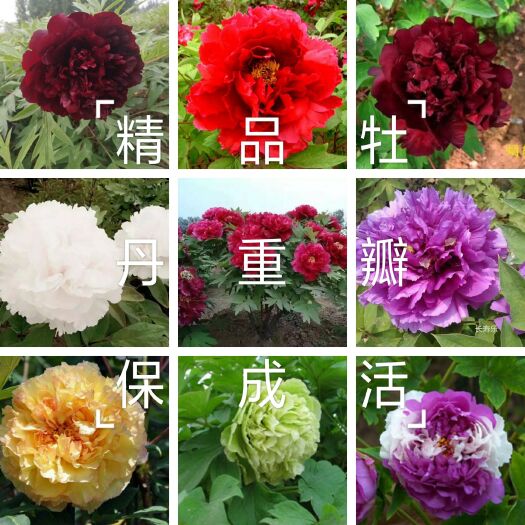 菏泽金阁牡丹  牡丹，精品观赏牡丹，多层花，保品种，保成活，现要现，欢迎采