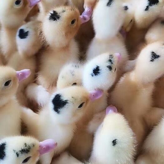 南宁 一点头鸭苗