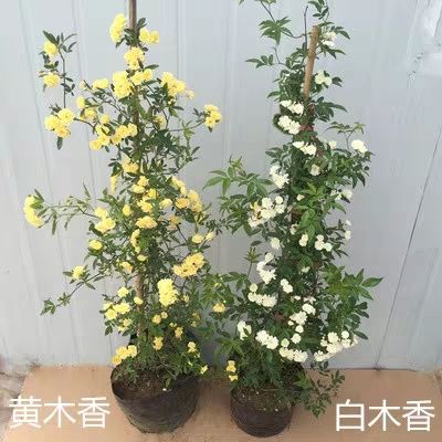 红花蔷薇  木香花黄木香花苗红木香苗浓香花卉七里香阳台爬藤蔷