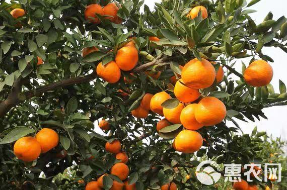 柑橘种子   红桔种子枸橘种子香橙种子红橘种子枳壳种子臭橘香