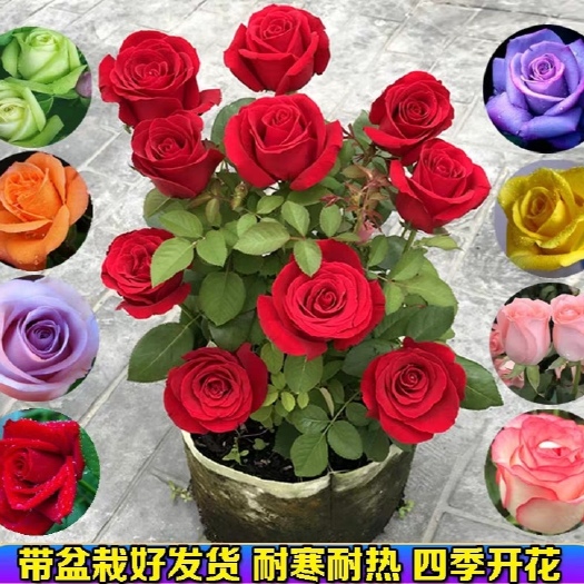 红玫瑰花苗多彩玫瑰花苗根系旺盛易成活欢迎选购我家苗木
