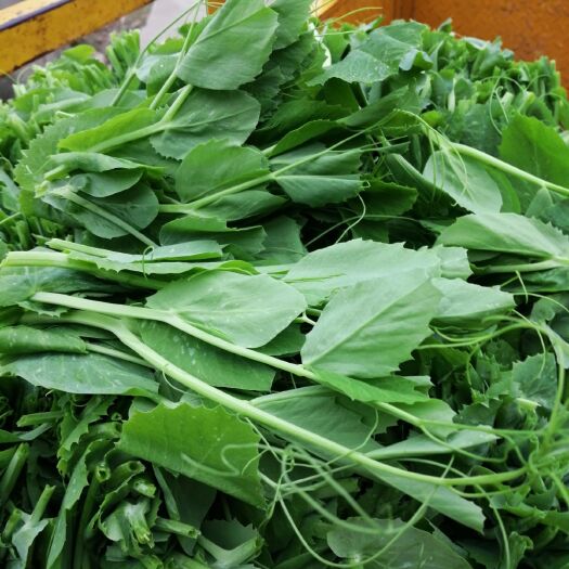 金堂县豌豆苗
