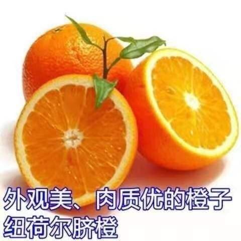 平邑县纽荷尔脐橙苗 十一月份成熟，单果重350克，最大果750克。甜度高