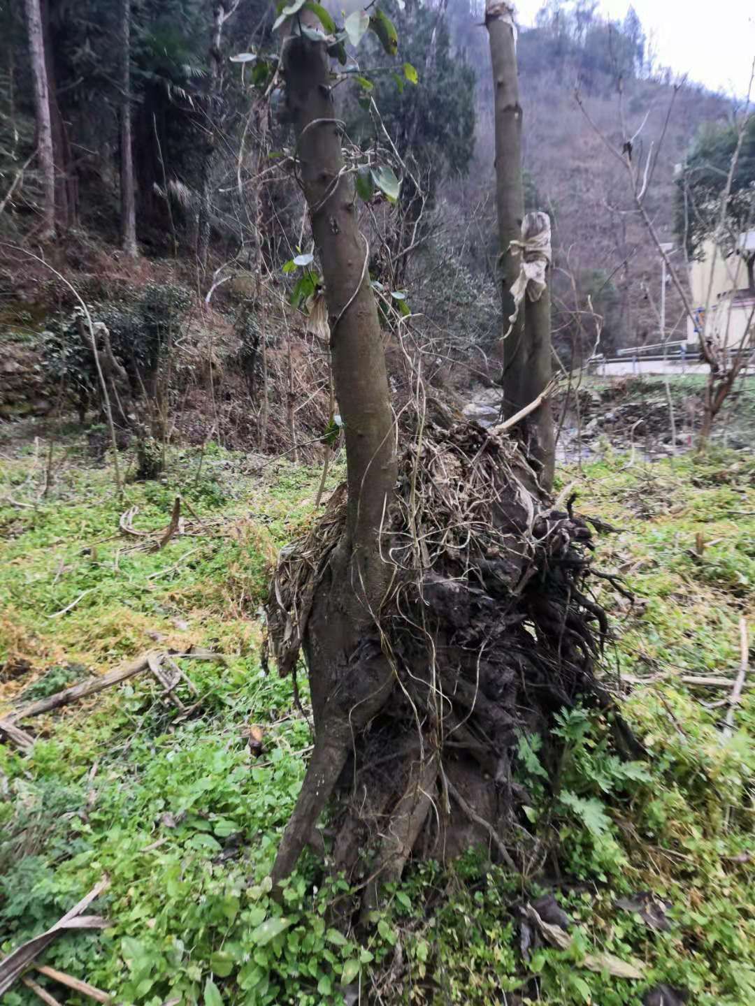 造型金弹子 金弹子