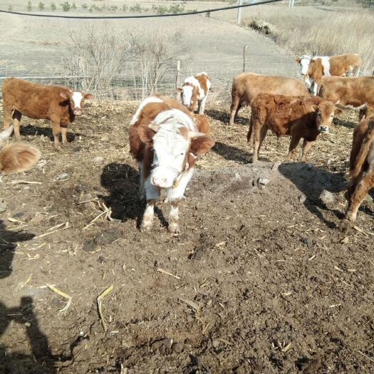 敦化市 延边牛，西门塔尔，利木赞，夏洛莱等改良牛，纯放山牛