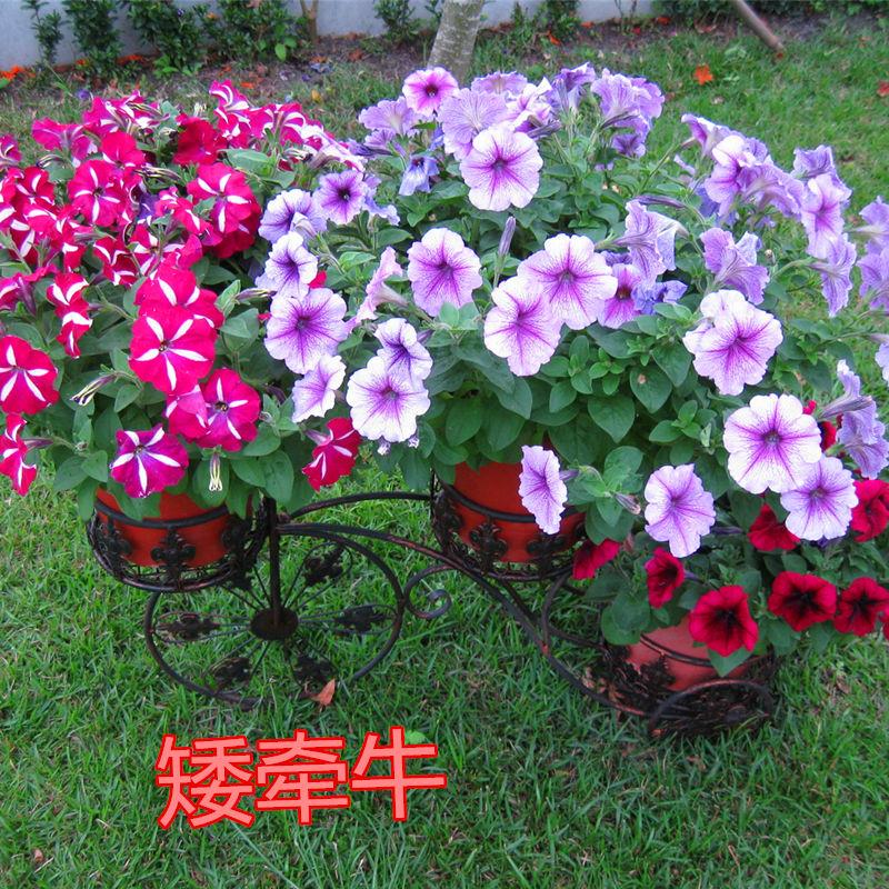 沭阳县 牵牛花种子爬藤植物矮喇叭花阳台庭院四季种易活爬山虎羽叶茑萝种
