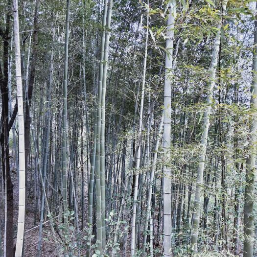 炎陵县毛竹 上万根楠竹低价出售