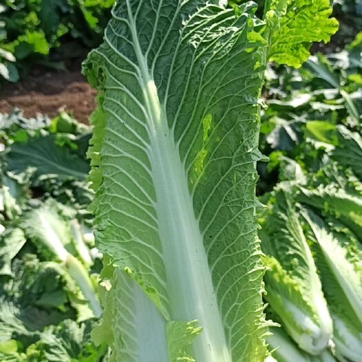 横州市卷筒白菜  长白菜火筒菜白菜横县