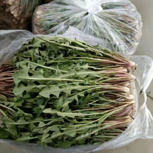 北镇市蒲公英菜 自产自销 质量指定好