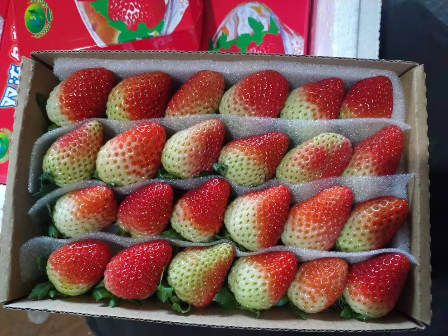  年过完了草莓均可出货啦