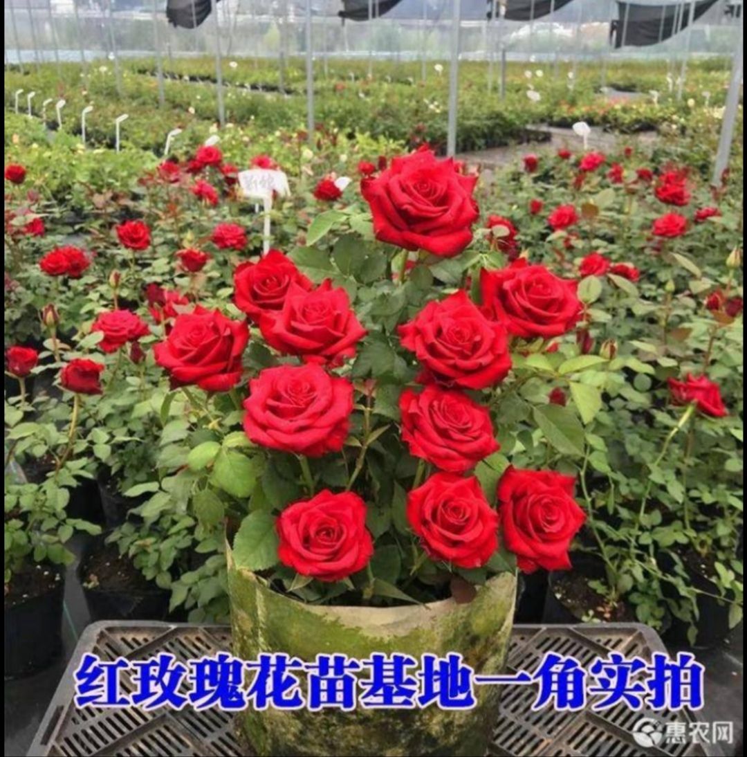 红玫瑰花苗多彩玫瑰花苗根系旺盛易成活欢迎选购我家苗木
