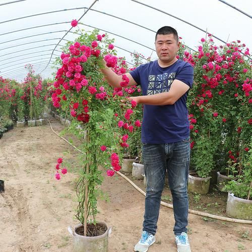 红花蔷薇  木香花黄木香花苗红木香苗浓香花卉七里香阳台爬藤蔷