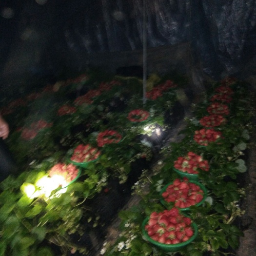 西安奶油草莓