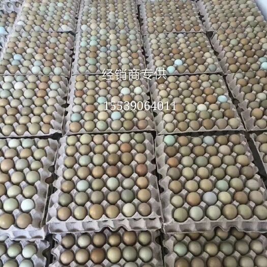 七彩山鸡蛋全国发货大概批发