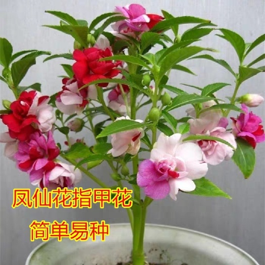 凤仙草种子 重瓣凤仙花种子四季种易活花种籽室内外开花种孑花卉