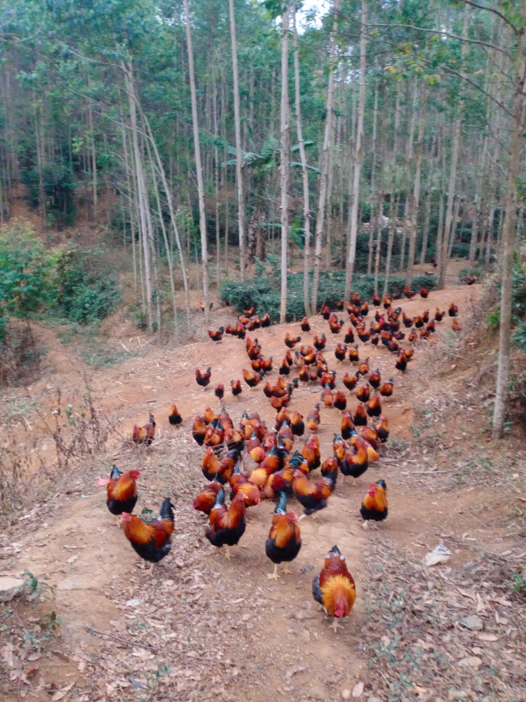 农家散养土鸡