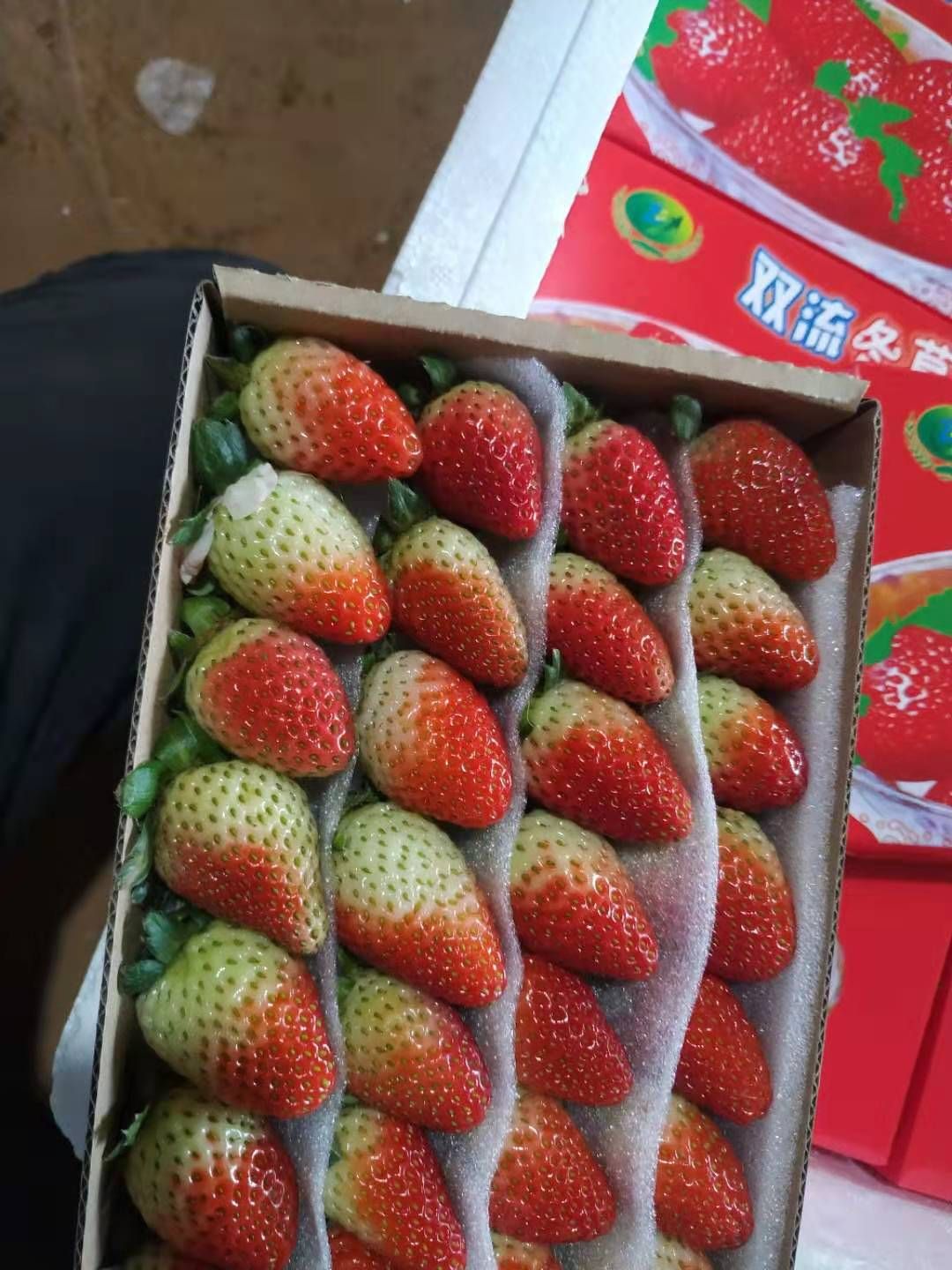  年过完了草莓均可出货啦
