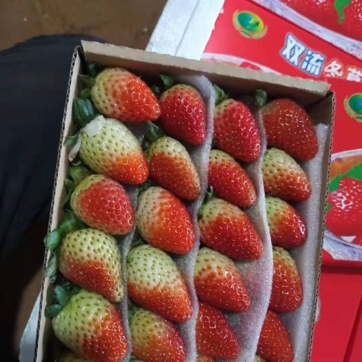昆明 年过完了草莓均可出货啦