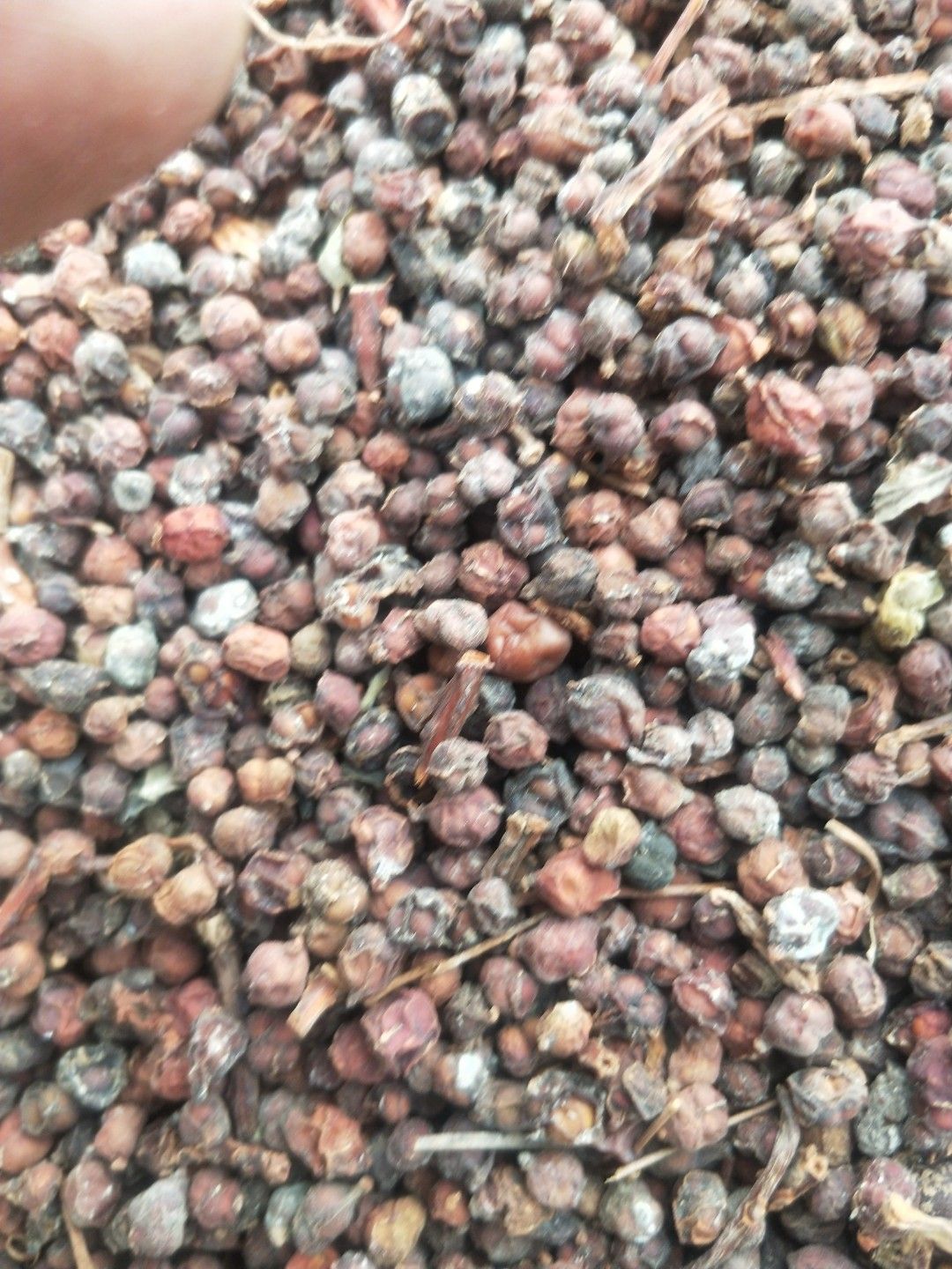  南五味子，中后期货，一手货源，诚信第一，合作共赢，