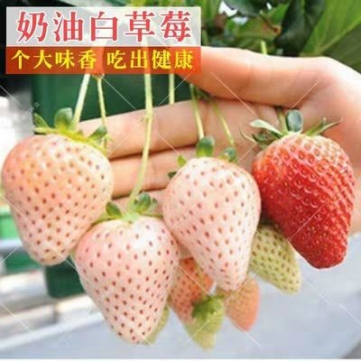 平邑县淡雪草莓种苗   新品种四季淡雪牛奶章姬阳台盆栽带果草莓苗穴盘苗营养杯