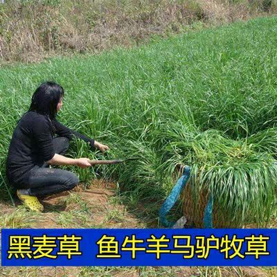 郯城县一年生黑麦草种子 牧草种子 四季播 牛羊鸡鸭鱼鹅等专用牧草