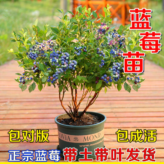 平邑县蓝金蓝莓苗 蓝莓包纯包活。