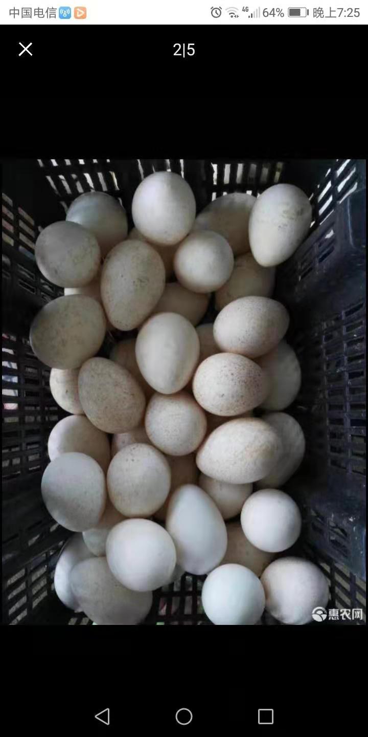祁阳市 火鸡种蛋,受精蛋,种蛋优质青铜,贝帝娜,尼古拉混发火鸡蛋均
